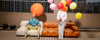 Camaleonda through the photographer’s lens-Space Furniture SG