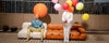 Camaleonda through the photographer’s lens-Space Furniture SG
